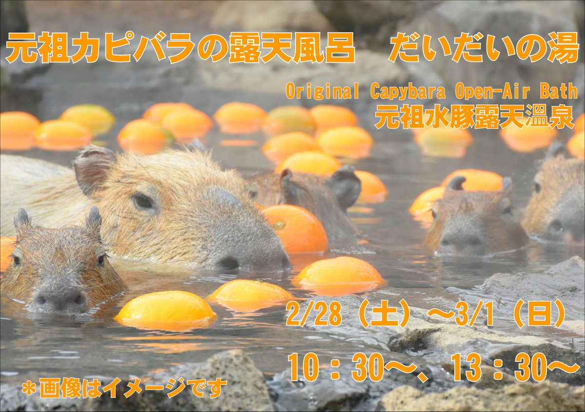 くららん (@capyzoo) / Posts / X