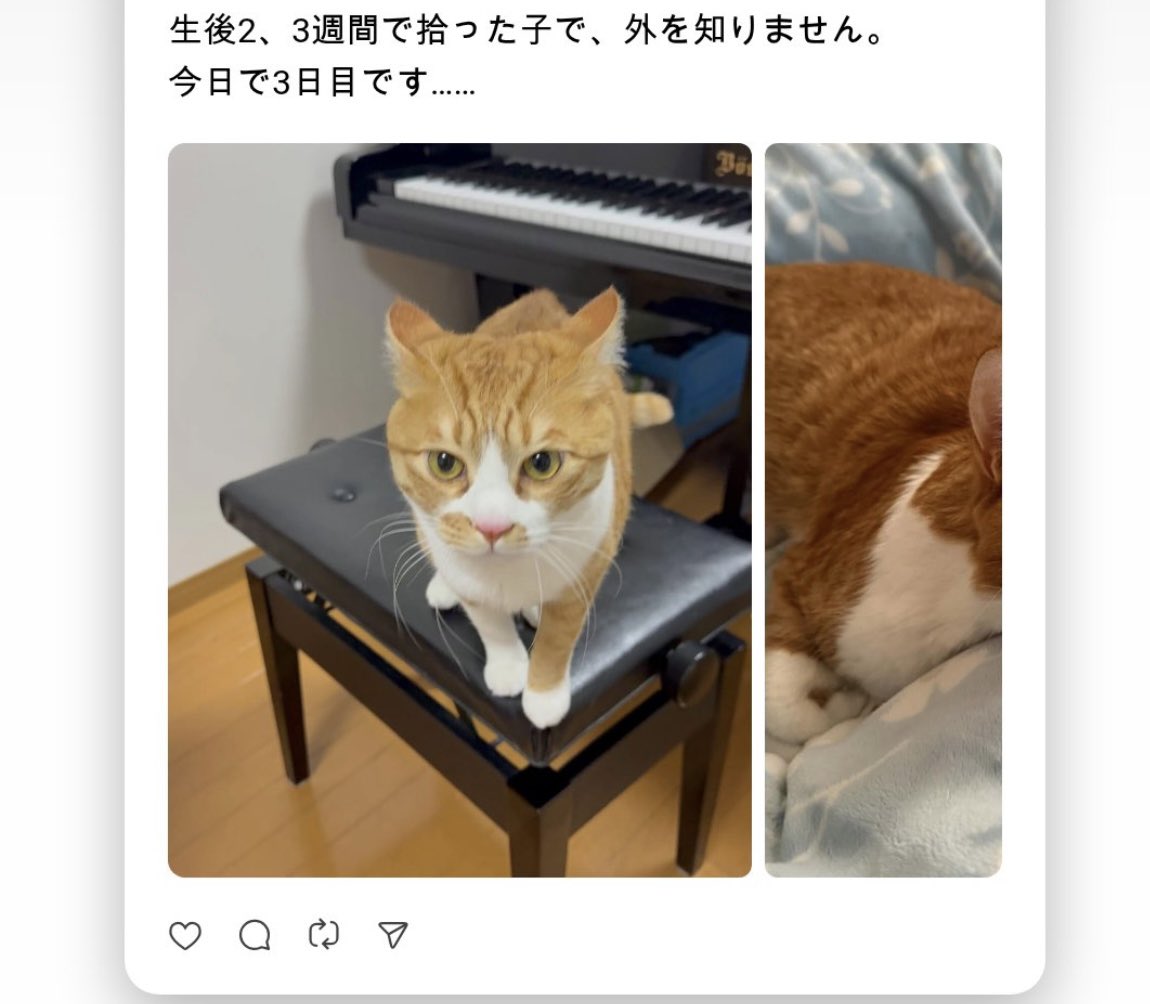 hinakosaeki's tweet photo. 【超拡散希望】
お友達の大切な家族がお外に出てしまいました。
もし、見かけた方や情報ありましたらご連絡くださいませ！！
岐阜県大垣市です。
早く戻っておいでー！！
#迷子猫
#大垣市
#猫を探してます
#大切な家族 https://t.co/1OxE6iJ9li