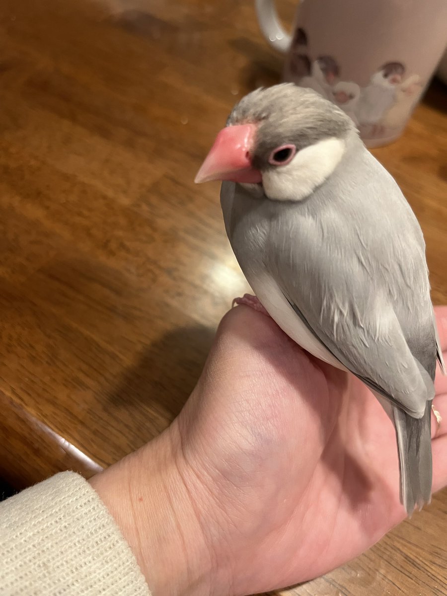 今朝は電線に停まったキジバトに
見つめながら洗濯物を干しました🤭

急にまた寒くなったね
おうち、ぬくぬくにしてあるよ
お姉ちゃんと待っててね🫶

それにしても…
どの角度から撮っても…
ぽややーんとしてるな😂🫶