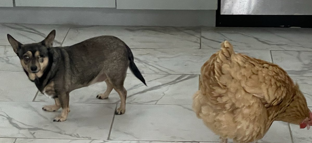 #Cookie y #RojaBelén con poses de que no matan una mosca. 😂