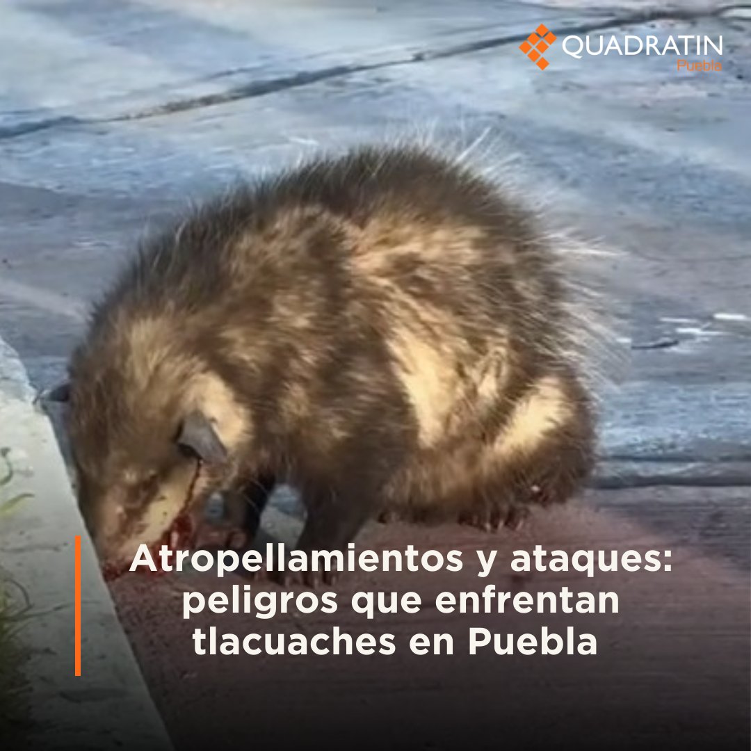🦝 #Sociedad | Atropellamientos y ataques: peligros que enfrentan tlacuaches en #Puebla 

🔶 #LoVíEnQuadratín 🔗 puebla.quadratin.com.mx/atropellamient…