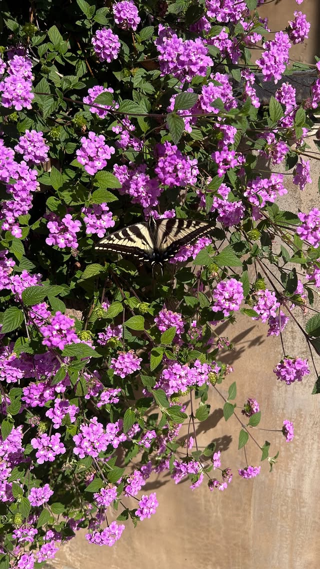 Lizzy McAlpine Updates tweet media