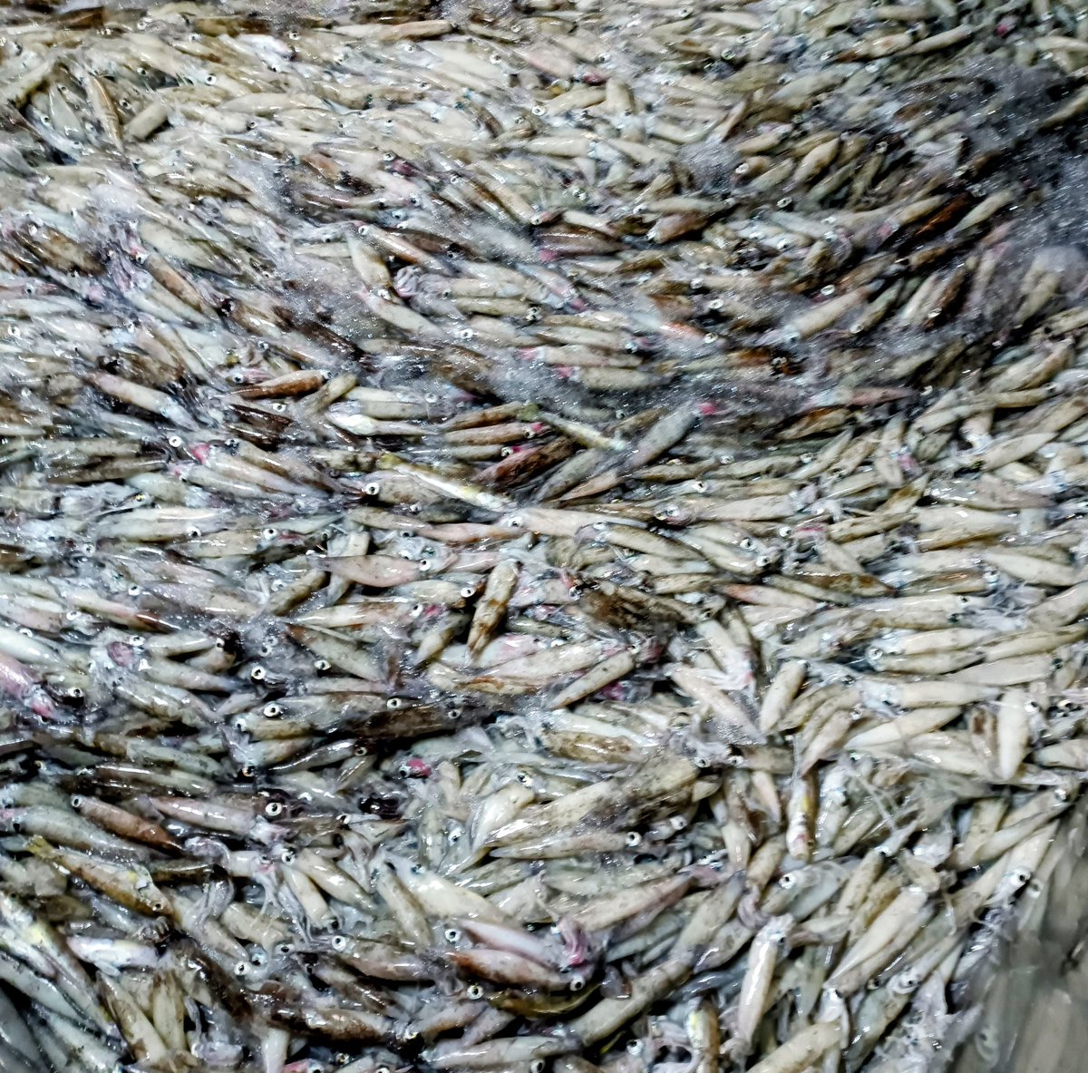 Falklands FishOps tweet media
