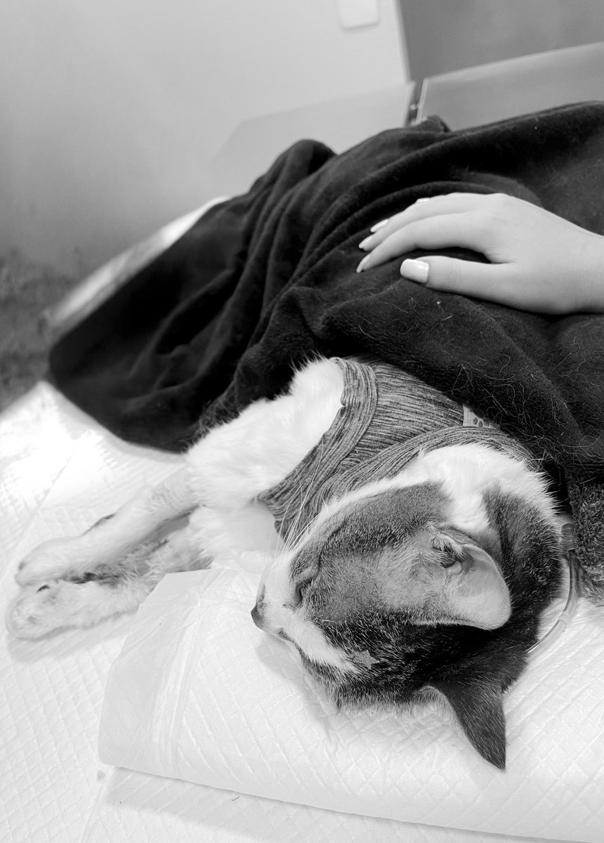 MIBR CarolzinhaSG tweet media