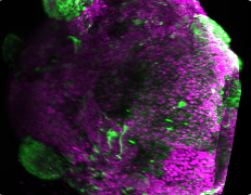 ResearchHub tweet media