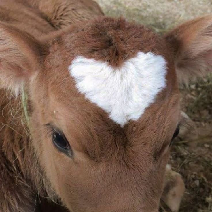 𓇢 𓆸 tweet media