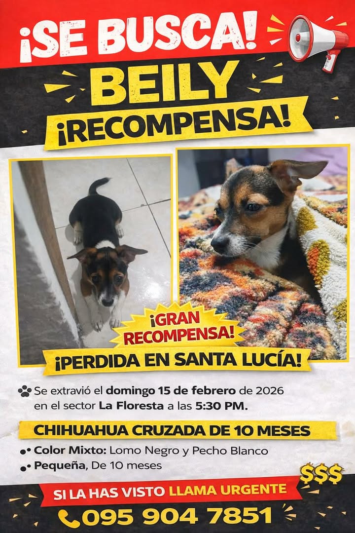AlertaMePerdi's tweet photo. #PERDIDO #SANTALUCIA
Nombre: #BEILY
Fecha: 16/02/26
Sector: Sur, La Floresta, Santa Lucía 
Sexo: Hembra
Raza: Chihuahua Cruzado
Obsv.: Color negro, café y blanco, lomo negro, pecho blanco
Contacto: 0959047851-0967784314
SE OFRECE RECOMPENSA
¡Ayúdalo a volver!
#AlertaMePerdí https://t.co/EOZPa23zLo