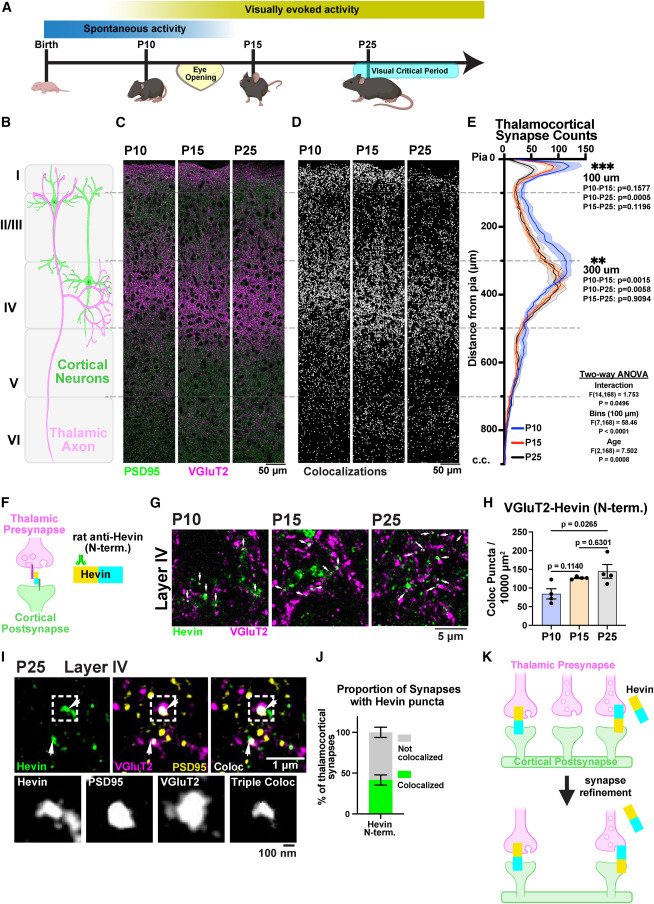 rust_ruslan's tweet photo. Beautiful paper in @NeuroCellPress describing Astrocyte-microglia crosstalk through Hevin and Toll-like receptor signaling that controls developmental thalamocortical synapse refinement

https://t.co/CS9zHFujkI https://t.co/rgK1oN975I