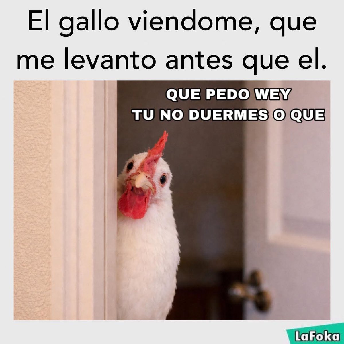 TuzitaMemeX (@tuzitaxtuitera) on Twitter photo 