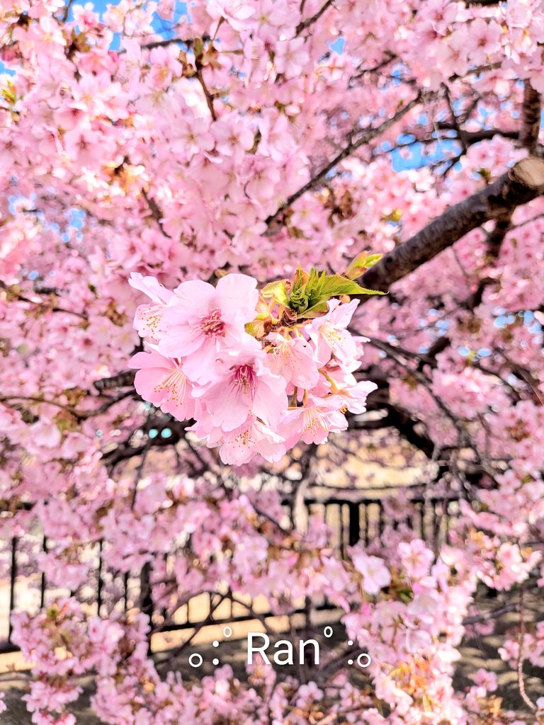 ranchan_ms's tweet photo. ♡⁠ ⁠🌸✿🌸✿🌸✿.⁠｡⁠*⁠♡

🌸幸せ色のCherryBlossom🌸

🌸🌸🌸🌸🌸🌸🌸🌸🌸🌸🌸

#河津桜 https://t.co/pyv77OSlh5