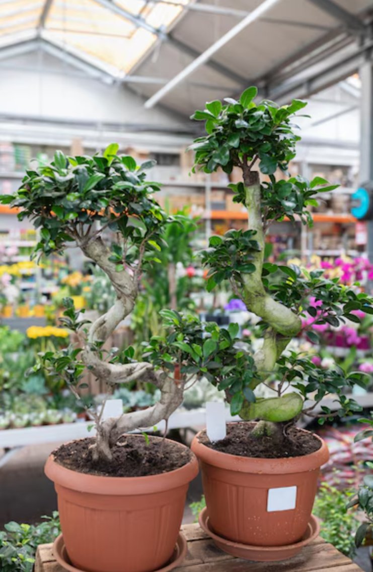 ⚡ #FLASH Après une série de débats jugés peu réussis, les candidats de Grand Cœur Lyonnais <a href="/V_Sarselli/">Véronique Sarselli</a> et <a href="/JM_Aulas/">Jean-Michel AULAS</a> travailleraient désormais avec une agence de média training réputée.

Celle-ci ayant recommandé aux deux candidats de se faire remplacer par deux Bonsaïs Guiseng.