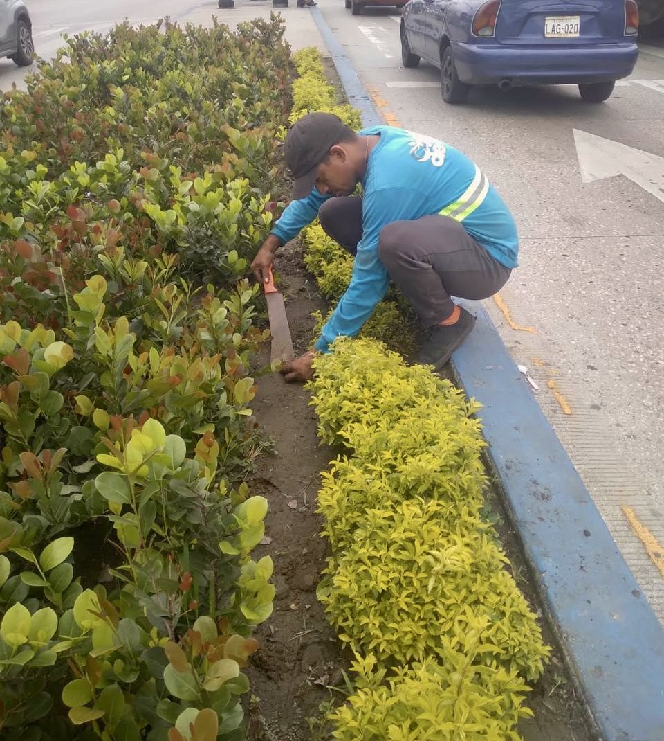 🌿 Control y limpieza de maleza en:

🔹 Floresta
🔹 Pradera
🔹 25 de Julio
🔹 Domingo Comín
🔹 Los Almendros

Seguimos desplegados en territorio, cumpliendo con nuestra planificación. 

<a href="/taticoronelf/">TatianaCoronel</a> <a href="/alcaldiagye/">Muy Ilustre Municipalidad de Guayaquil</a>
#AsíSeHaceGuayaquil 💪