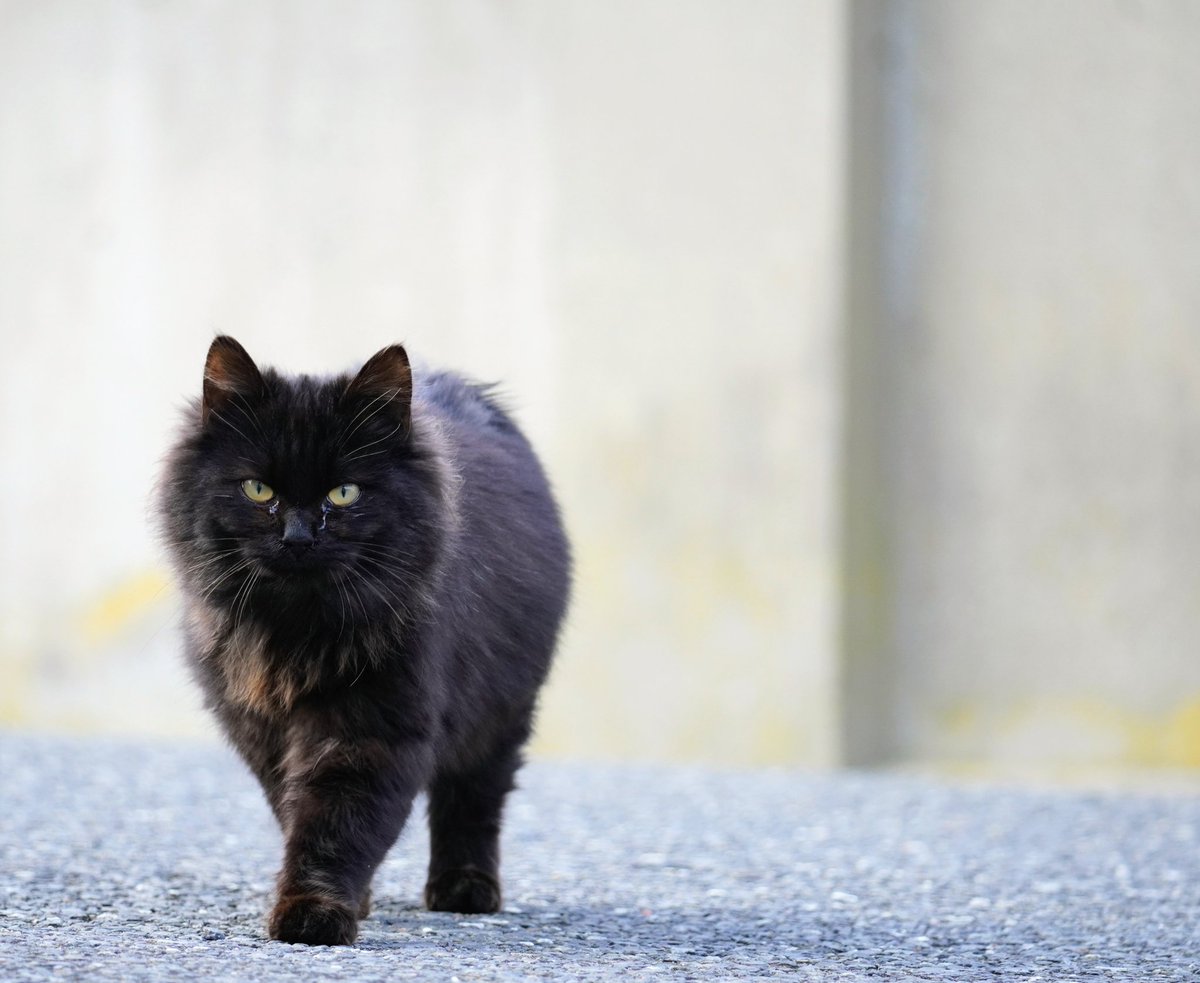 おはよ〜ございます🐾
今日はモフ曜日

#田代島 #猫
