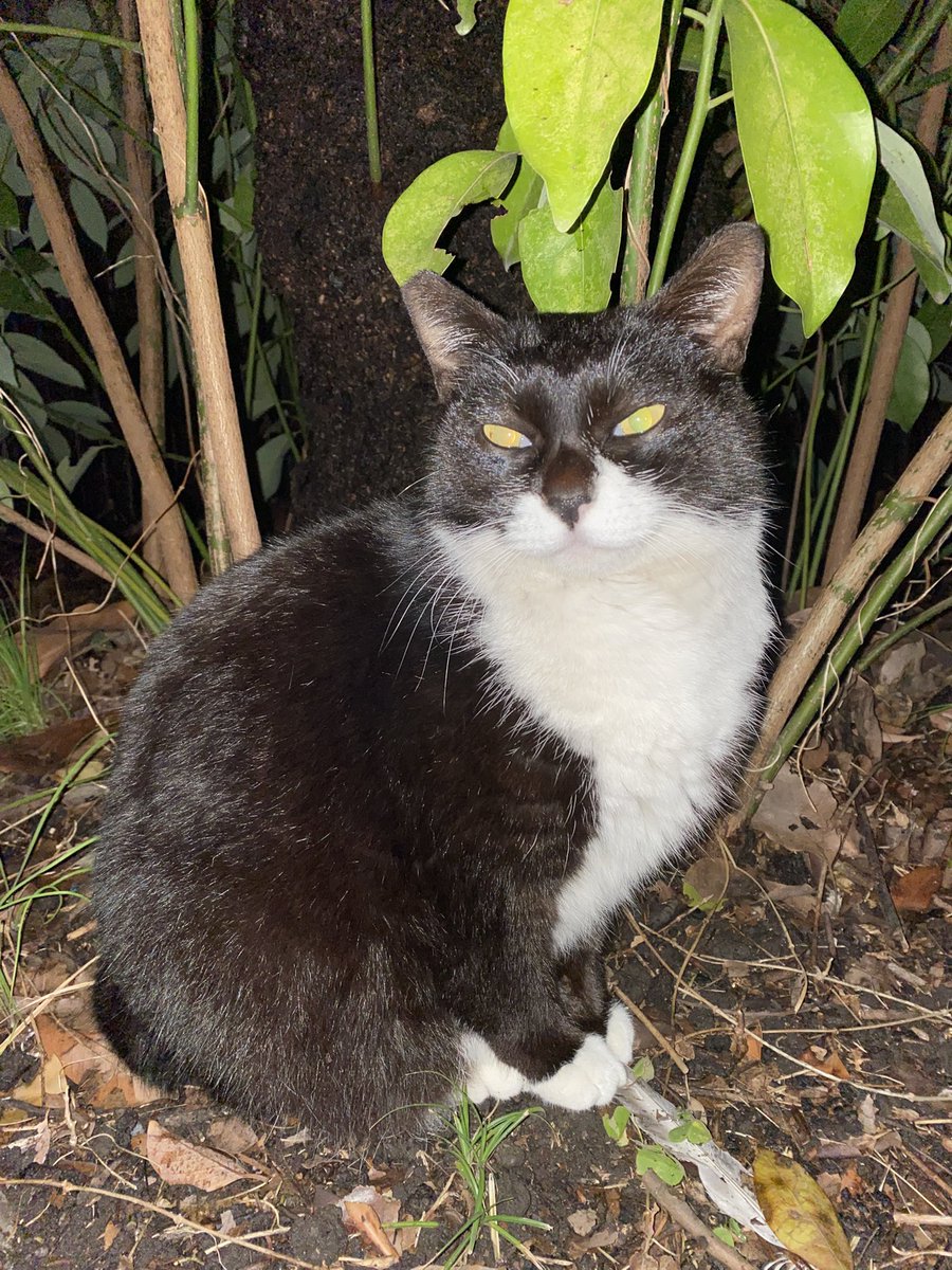 にゃん太郎 (@nyannyan__taro) / Posts / X