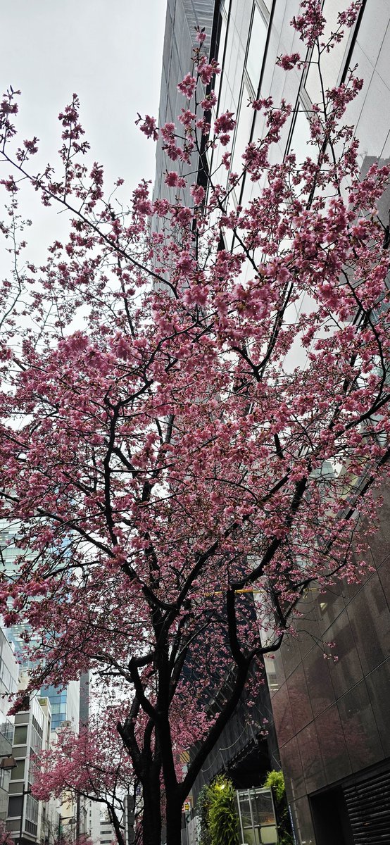 弁松本店前の伐採される予定のオカメザクラ、何とか最後に一花咲かせることが出来ました❗