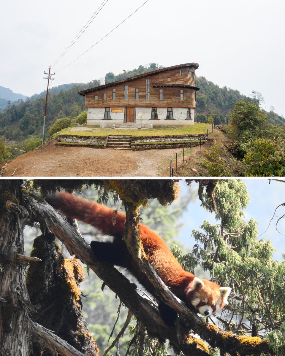 Red Panda Network tweet media