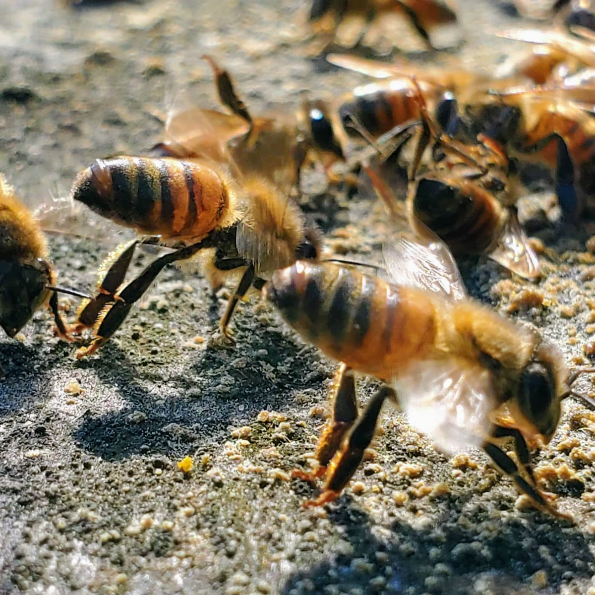 FoxhoundBeeCo's tweet image. One of the coolest things you will see in beekeeping is a group of bees fanning to other bees to follow them. #foxhoundbeeco #beekeeping#bees #beekeepinglife