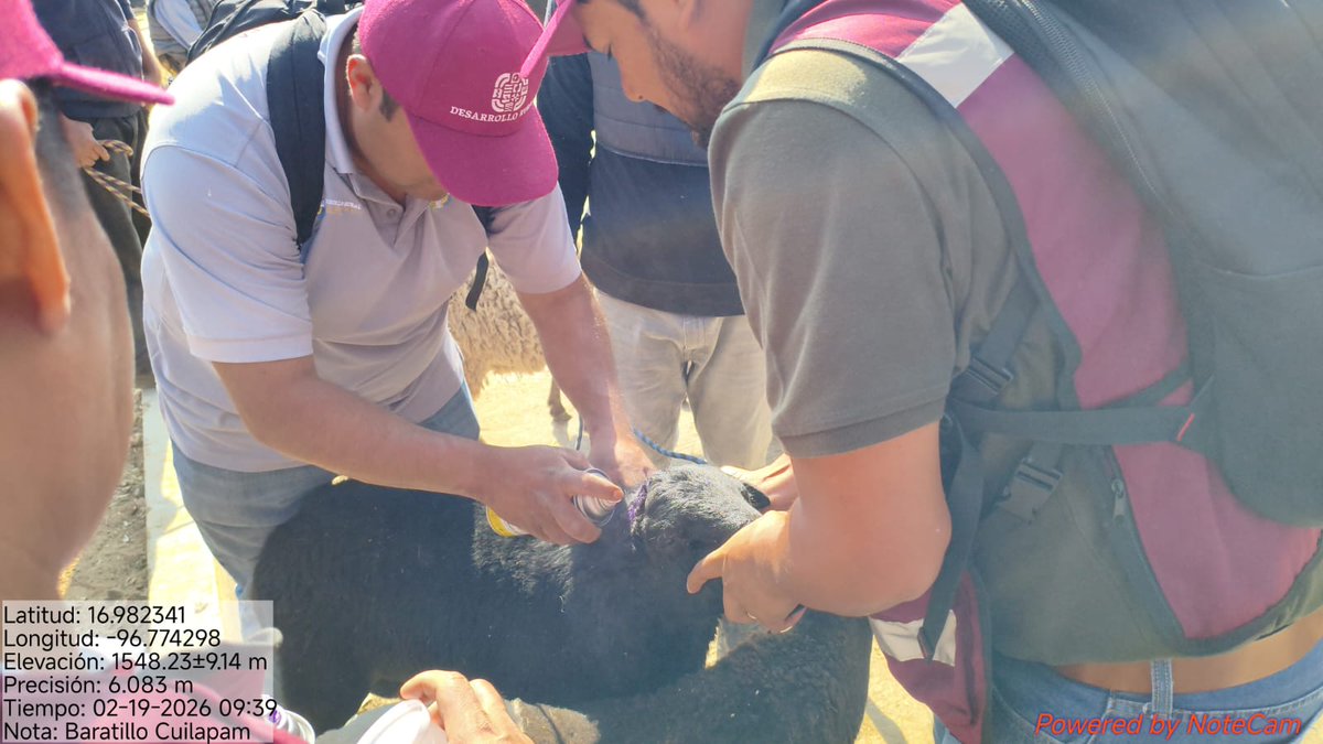 SEFADER_GobOax's tweet photo. REFORZAMOS ACCIONES CONTRA EL GBG EN VALLES CENTRALES

En el baratillo de Cuilápam de Guerrero, la #Sefader mantiene acciones preventivas y de control contra el gusano barrenador del ganado (GBG), fortaleciendo la vigilancia sanitaria en la entidad.

A través de la inspección de animales, la orientación a comerciantes y productores, así como la detección oportuna de posibles casos, trabajamos para proteger la salud pública, evitar la propagación de esta plaga y salvaguardar la actividad pecuaria en la región.

Seguimos sumando esfuerzos para mantener un campo sano y productivo.
#FloreceElCampoOaxaqueño
#RevisaCuraYAvisa
#AVISAGBG