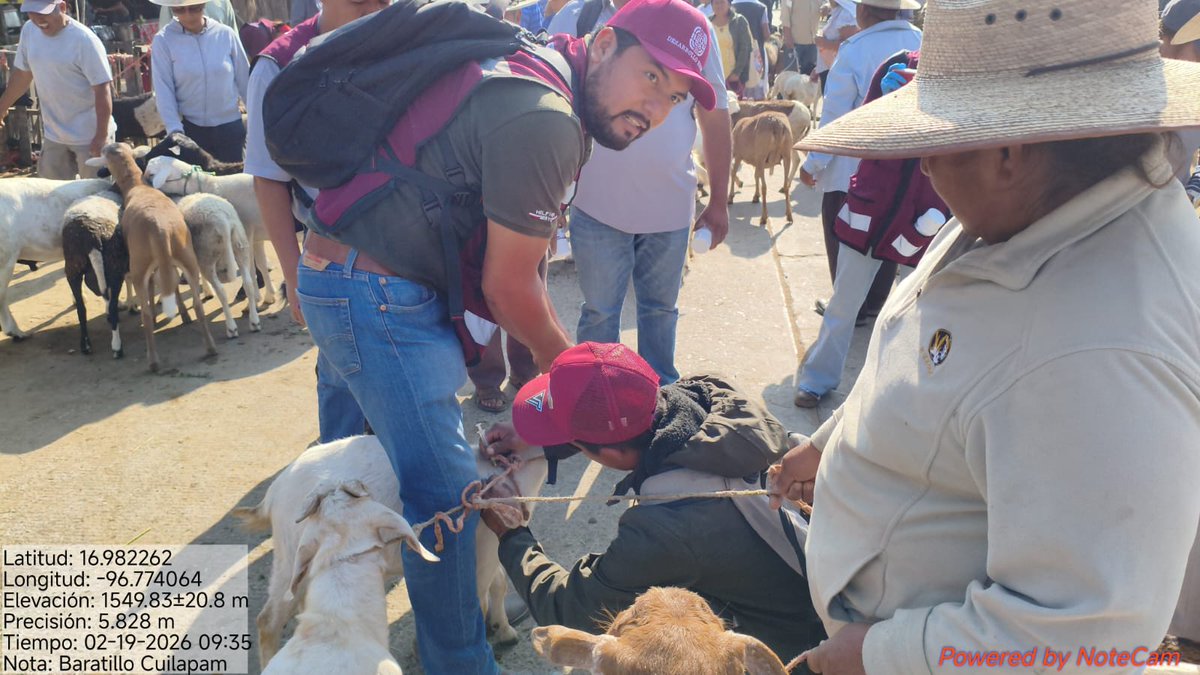 SEFADER_GobOax's tweet photo. REFORZAMOS ACCIONES CONTRA EL GBG EN VALLES CENTRALES

En el baratillo de Cuilápam de Guerrero, la #Sefader mantiene acciones preventivas y de control contra el gusano barrenador del ganado (GBG), fortaleciendo la vigilancia sanitaria en la entidad.

A través de la inspección de animales, la orientación a comerciantes y productores, así como la detección oportuna de posibles casos, trabajamos para proteger la salud pública, evitar la propagación de esta plaga y salvaguardar la actividad pecuaria en la región.

Seguimos sumando esfuerzos para mantener un campo sano y productivo.
#FloreceElCampoOaxaqueño
#RevisaCuraYAvisa
#AVISAGBG