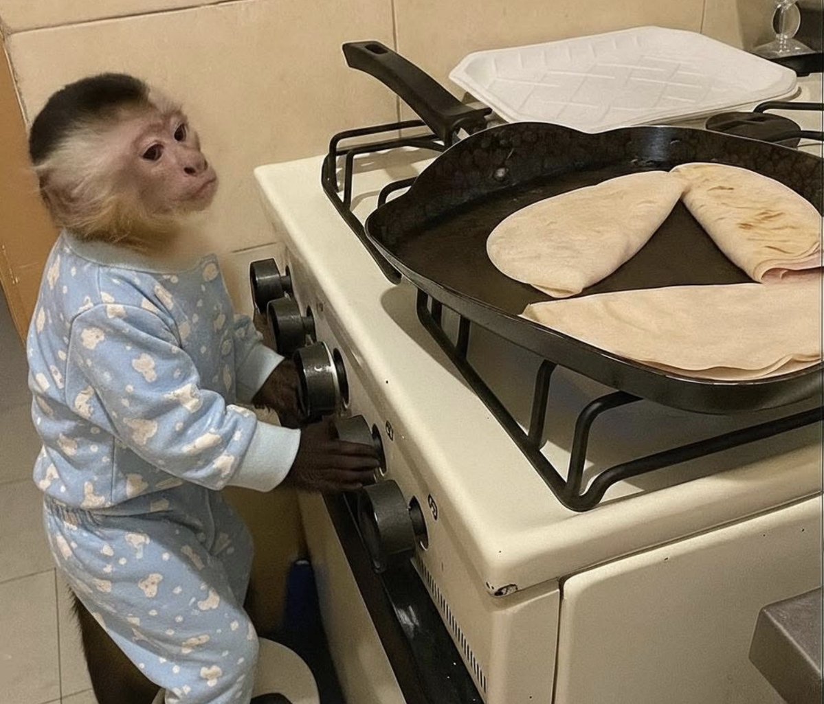 Yo cocinando la única comida que sé preparar.