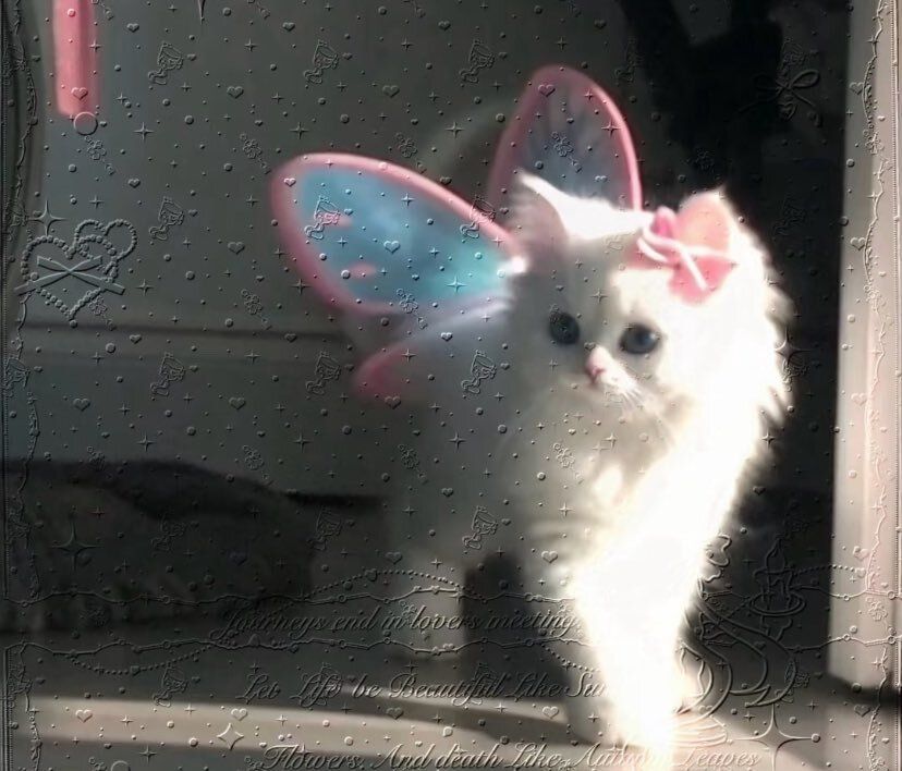 daily cats ♡ tweet media