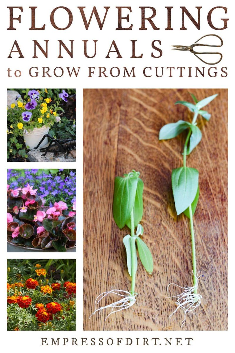 12 Flowering Annuals You Can Grow From Cuttings
empressofdirt.net/flowering-annu…?