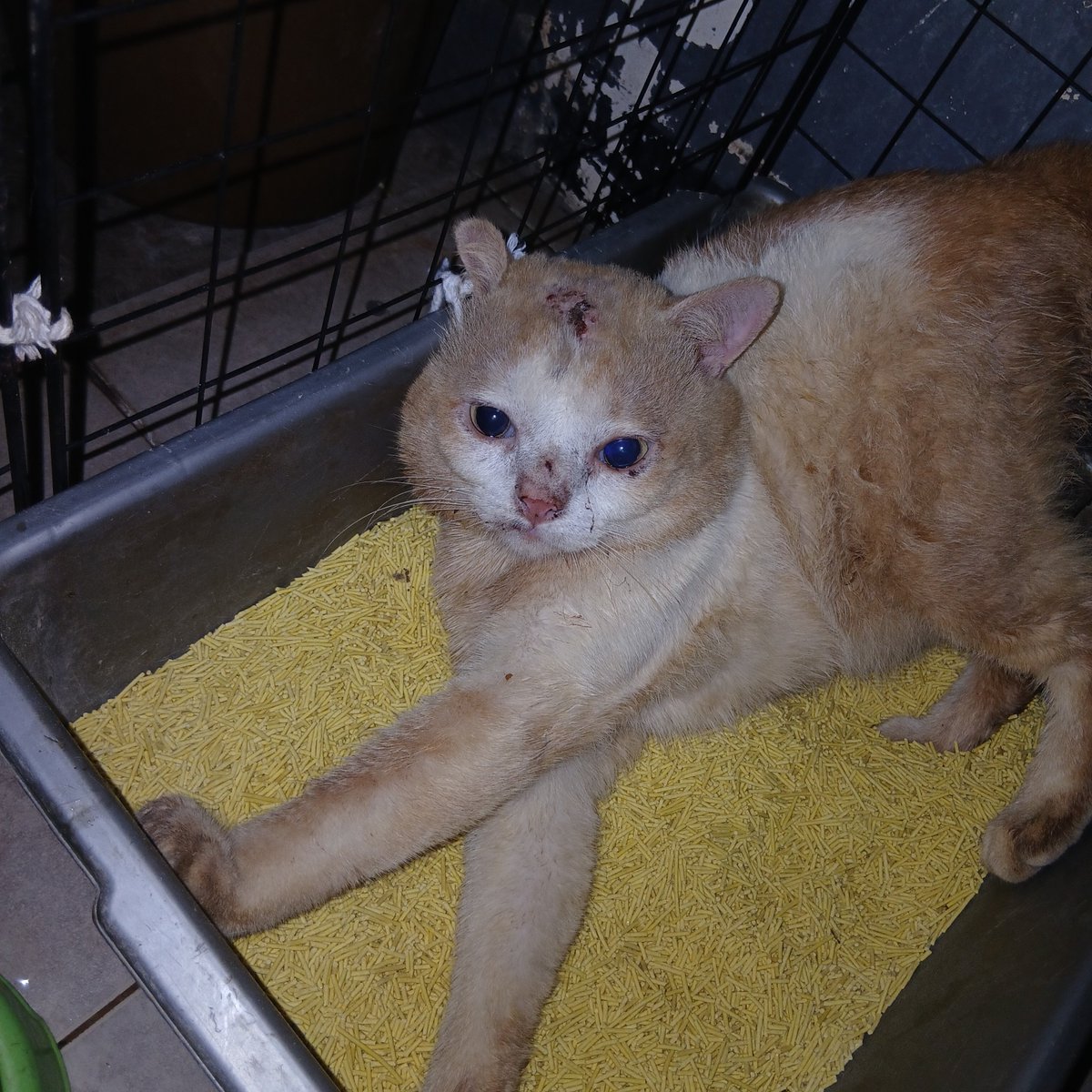 panggil aja ucok tweet media