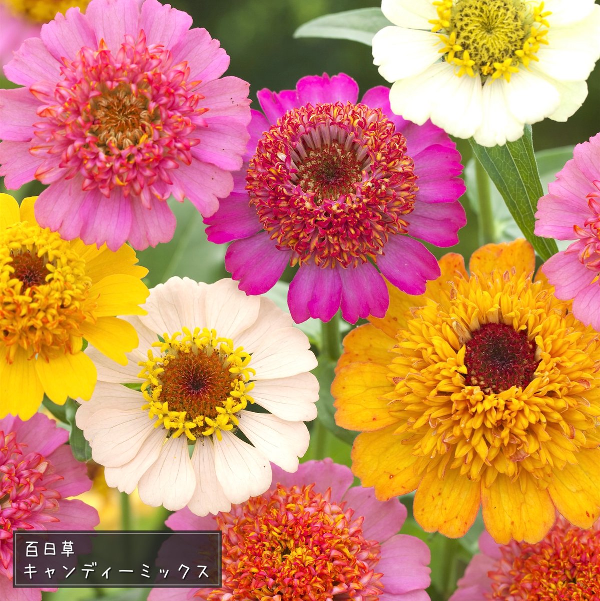 💌ドキドキ #まきどきレター 🌼百日草『キャンディーミックス