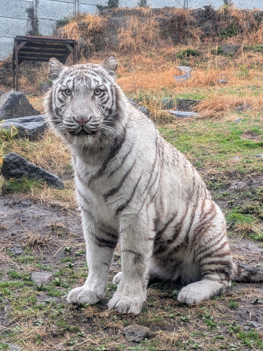 lucifer (@lucifercats2) / Posts / X