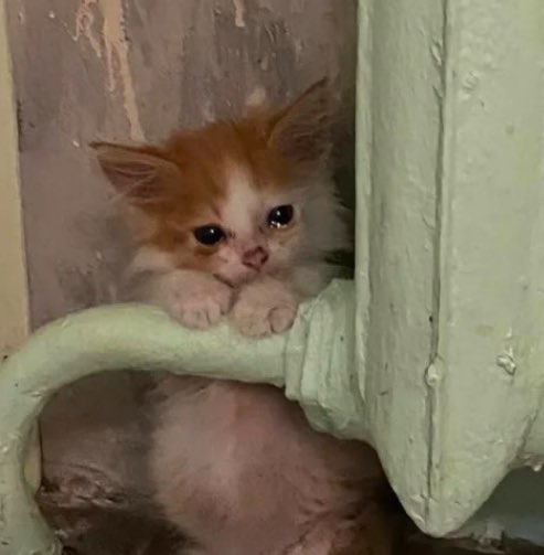 trust issues tweet media