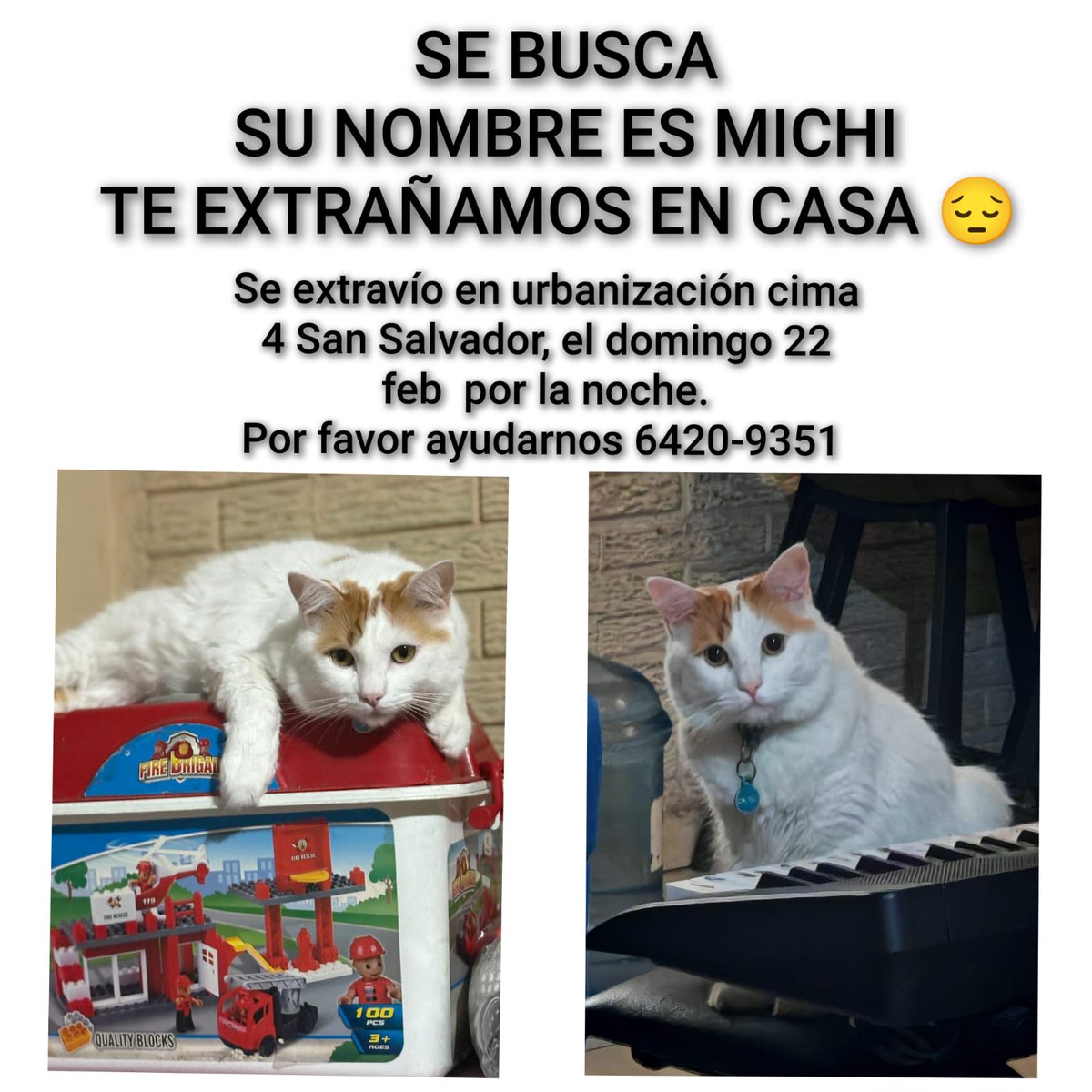 alertux's tweet photo. #MascotasALX | #ComunidadAlertux 🐾 Gato extraviado en la urbanización Cima 4, San Salvador, desde la noche del domingo 22 de febrero.

Su familia lo busca con preocupación. Si tienes información, comunícate al número que aparece en la imagen.
Comparte para que pueda volver con su familia.