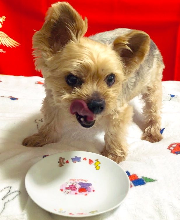 💕🐶😊ﾖｰｸｼｬﾃﾘｱ੯‧̀͡u☆ バロンくんとパパさんはシニア 世代ですが食欲