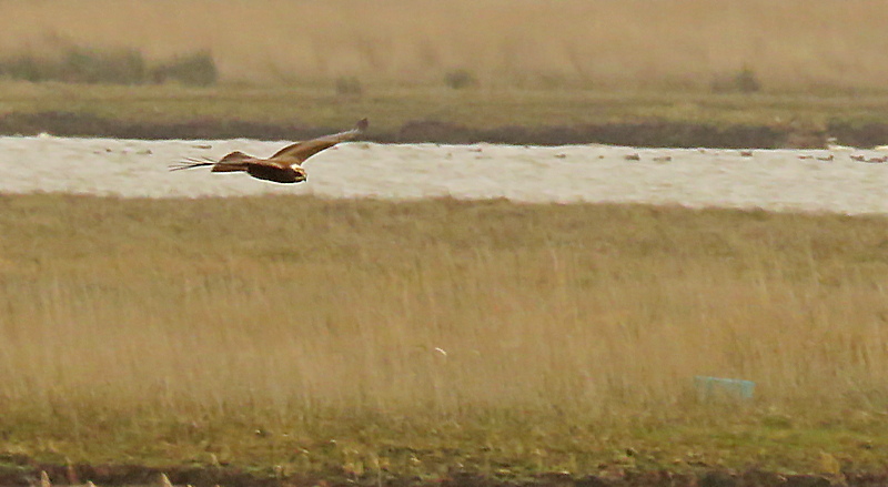 ian ballam tweet media