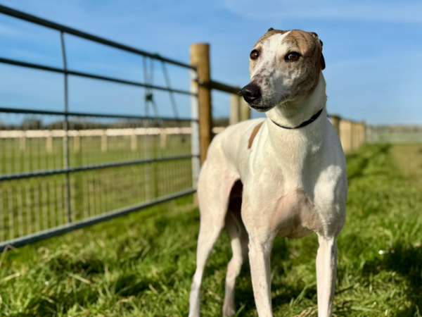 Meet Timmy, a beautiful, laid-back 8-year-old gentle Lurcher with the most soulful eyes &amp; the calmest nature

He has recently had some dental work done, is now feeling fantastic &amp; ready to begin his next chapter

🐶Timmy enjoys the quieter side of life — cosy naps, peaceful