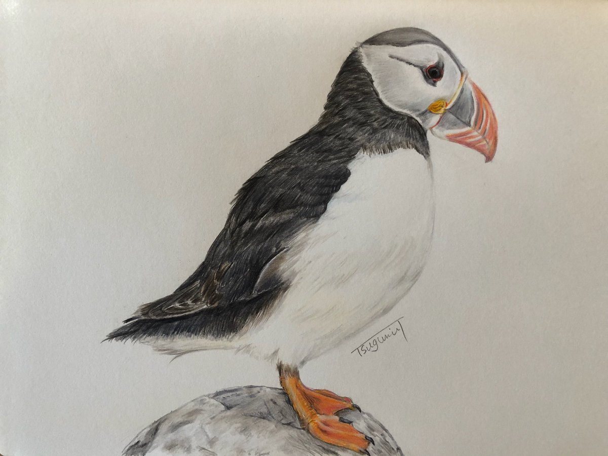 おはようございます。 puffinの和名はニシツノメドリと言いますが