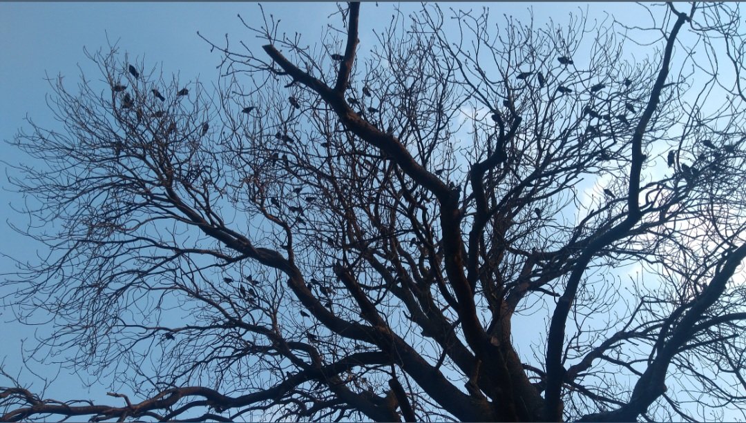 senar (@senarada) on Twitter photo 