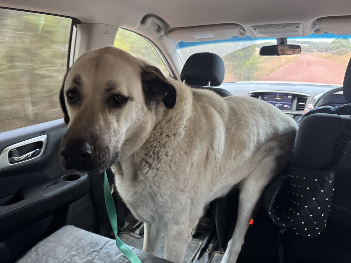 Calliss Clan (@callissclan.bsky.social) tweet media