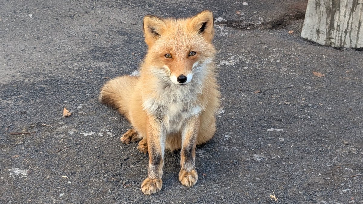 Cheng-Ren🦊🐺 (@chengren21) / Posts / X