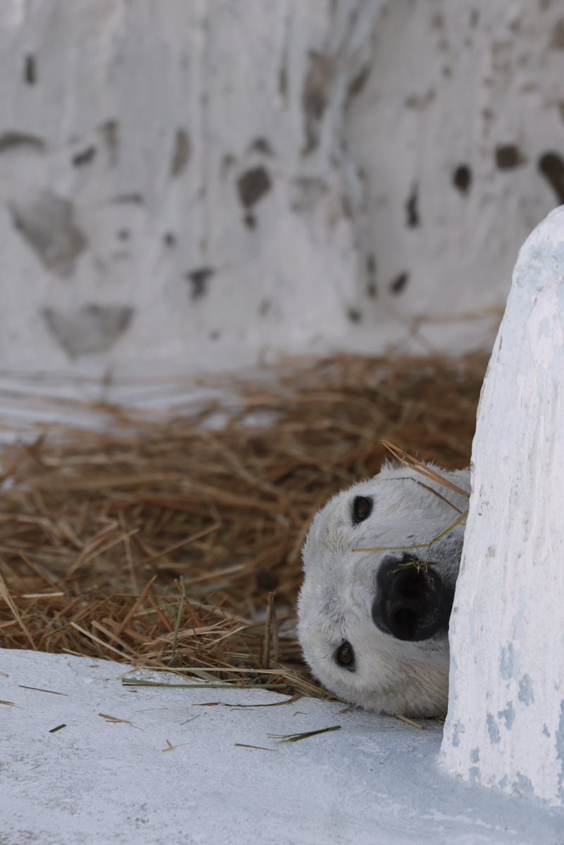 おはようございます🐻‍❄️

チラッとホウちゃん😍
♡ホウちゃん　大好き♡2026.2

#天王寺動物園 #ホッキョクグマ #ホウちゃん