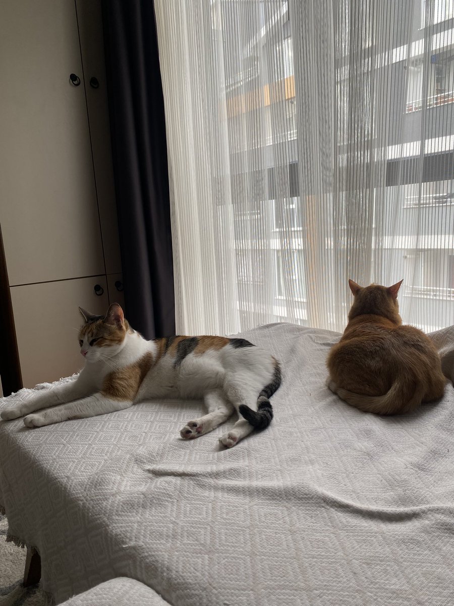 1+1 ev bıcır deccal iki kedi