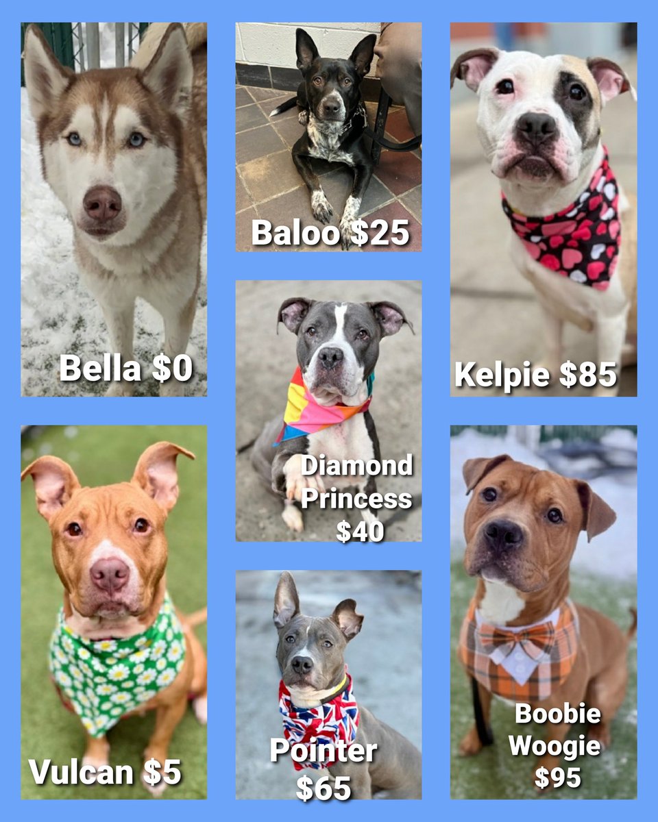 💢 7 Sweethearts
Relisted for: 2/26💉
▪️Low in Pledges 
#NYCACC 💢

▪️Bella 0
▪️Vulcan 5
▪️Baloo 25
▪️Princess Diamond 40
▪️Pointer 65
▪️Kelpie 85
▪️Boogie Woogie 95

💢All need #Fosters/#Adopters 2 save!

◽If in N.East, apply:
▪️Pls DM: <a href="/CathyPolicky/">Cathy Policky</a>

Tysvm💞