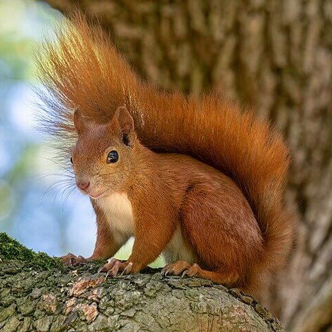 Natural World Fund tweet media