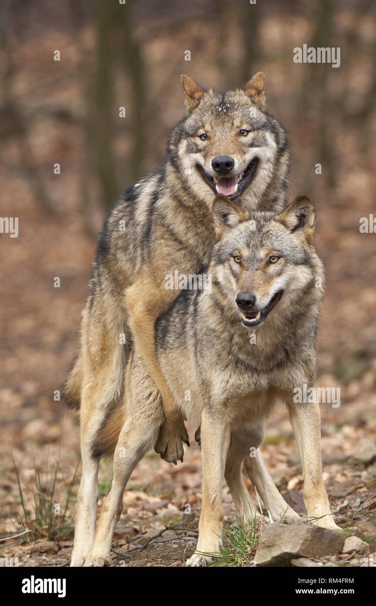 It's wolf mating season~