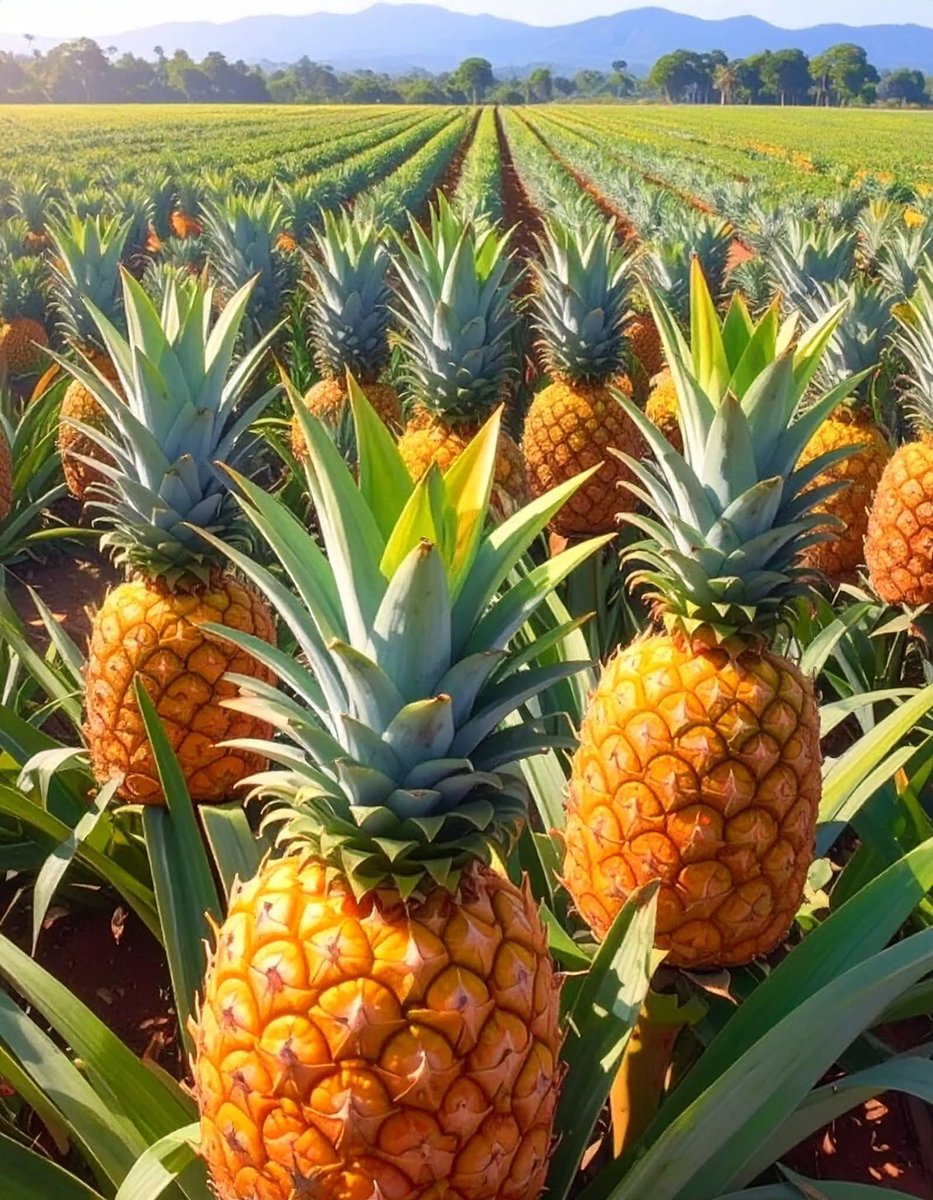 HerbMedecine's tweet photo. Be like a pineapple: Stand tall, wear a crown, and be sweet on the inside. 🍍

#pineapple #PineappleLove #pineapplefarming #PineappleLovers https://t.co/BQLxBHEV2r
