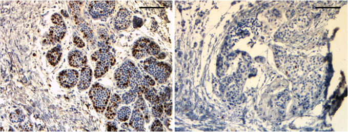 The Journal of Histochemistry and Cytochemistry tweet media