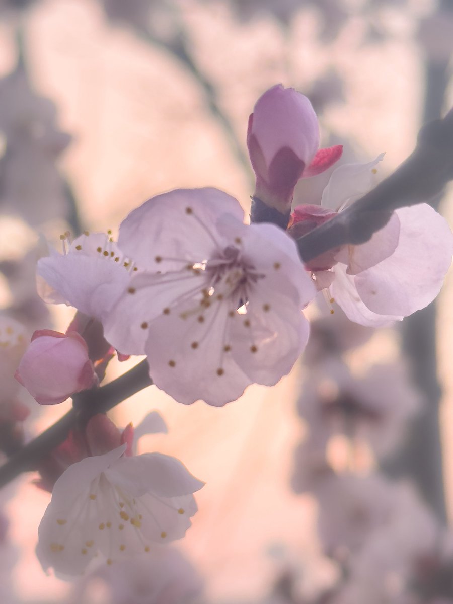 Light Before Sound
iPhone pic