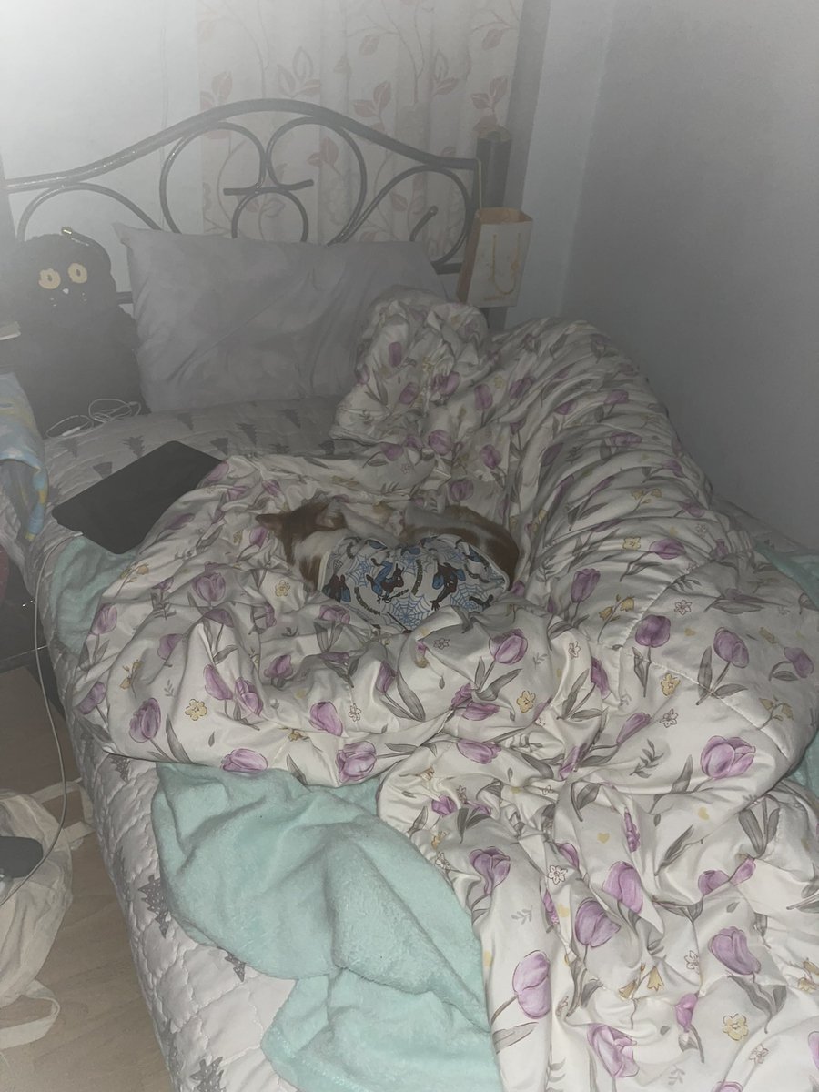 จู่ ๆ ก็นึกได้ว่า แมวตัวแรกที่เลี้ยง (ทิกเกอร์) จะมานอนด้วยดันประจำ เลี้ยงอบบเปิดอ่ะเนอะ แมวส้ม จร แล้วมันก็หายไป คงไปตายไกล ๆ มั้ง

แล้วก็นึกได้ว่าแมวที่เลี้ยงปัจจุบันเหมือนทิกเกอร์มาก… ตอนเด็กเคยร้องไห้เสียใจเพราะมันไม่นอนด้วย ส่วนปัจจุบัน นอนทับกะเอาให้ตายทุกวัน