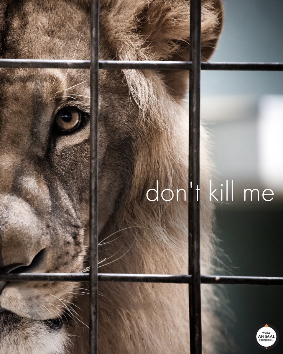 dominic dyer tweet media