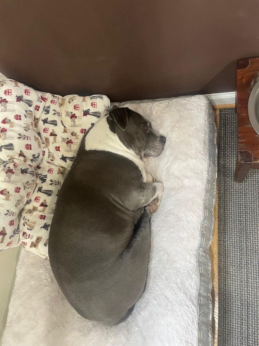 WeRateDogs tweet media