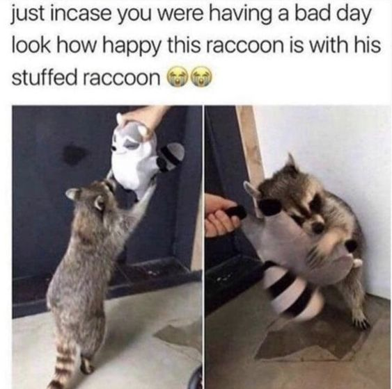WholesomeMeme's tweet photo. https://t.co/dM4lVXflSQ